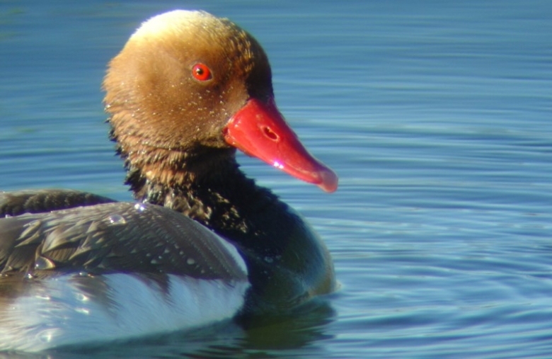 Bird Watching - Eco Tourism - Faro